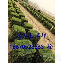 购买草坪的小技巧