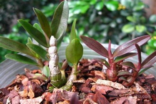 六、 繁殖方法：分株、扦插、分芽均可