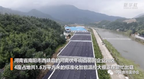 香菇的蜕变之旅：从西峡小香菇到百亿大产业