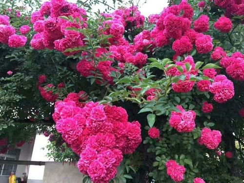 院子里种植花卉的注意事项