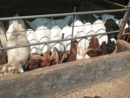 哪种猪饲料更适合中国最好的猪，喂干料还是湿料更营养？