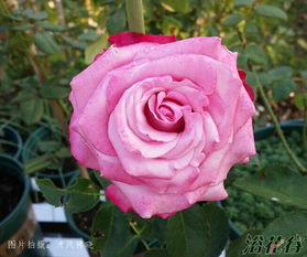 魅影月季深层水种植指南：种植技巧和注意事项