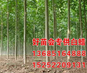 品种玄学，白蜡树的秘密