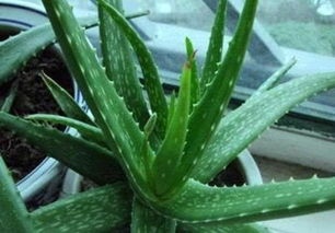 芦荟是喜阴植物还是喜阳植物？适合在哪种光照条件下生长