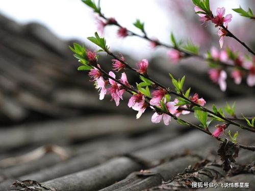 桃花无根嫁接，如何巧妙成双