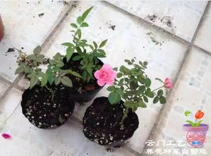 月季小苗生长至何时才能开花？