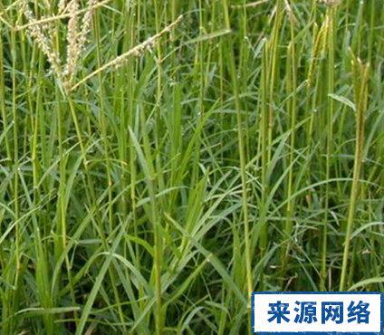 狗牙根+紫云英混种， 固土又美观