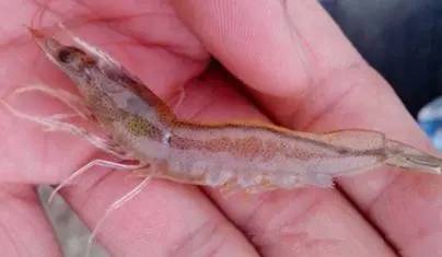 对虾养殖需水质清新、溶氧充足、pH值稳定