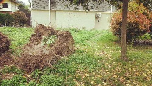 小区绿化， 花与树的完美搭配