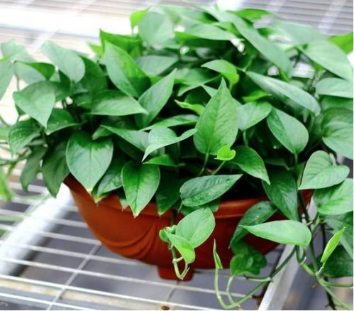 绿萝：甲醛的克星