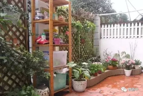 院里种花招蝴蝶， 四季花开乐无边