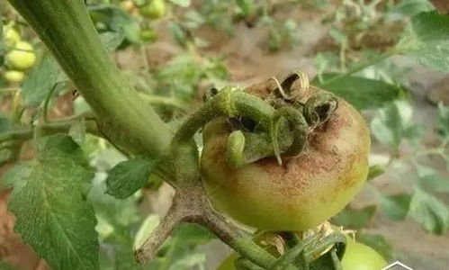 番茄溃疡病的初期症状揭秘