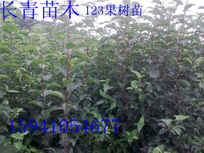 不伤香樟小苗的除草剂？