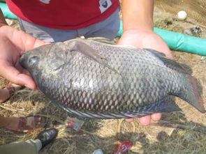 鱼饲料沉底如何处理，冰鲜饲料鱼目前市场价是多少每吨？