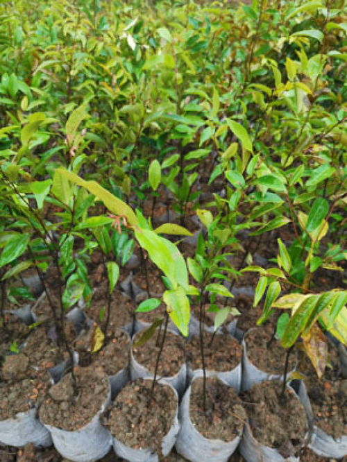 四、 品质优良，价格不菲