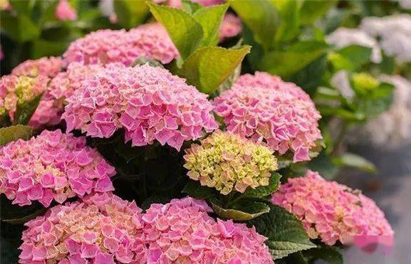 蕞受欢迎的八大品种