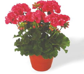 揭秘植物香气之谜：家庭种植的香氛密码