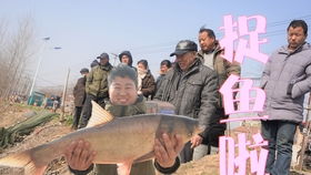 如何通过氨化处理制造牛饲料，提高养牛饲料的利用率？