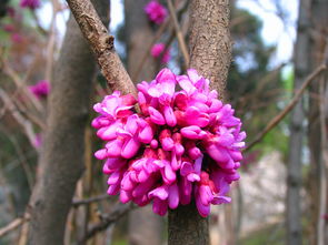 洋紫荆的特色
