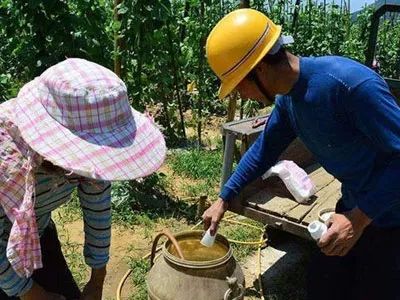 露水稀释农药， 效果打折