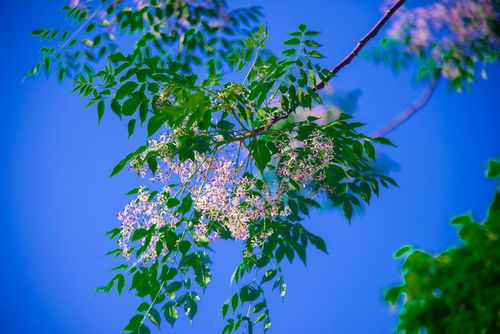 串钱柳：柳叶间的红宝石