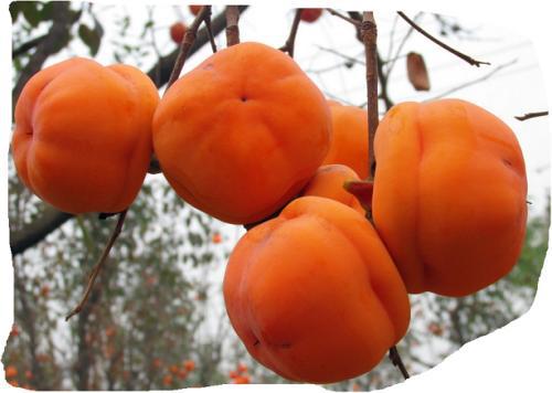 柿子树苗种植推荐