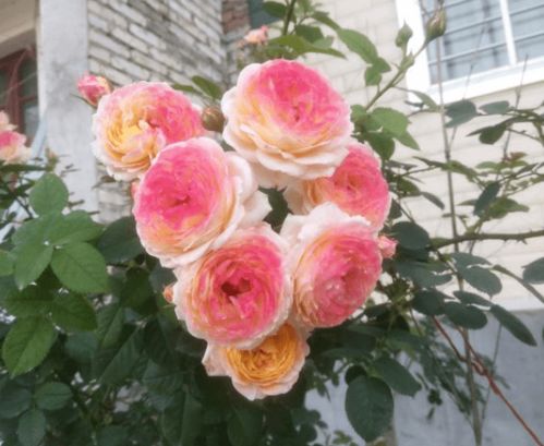 品种介绍， 汤姆布朗的特色