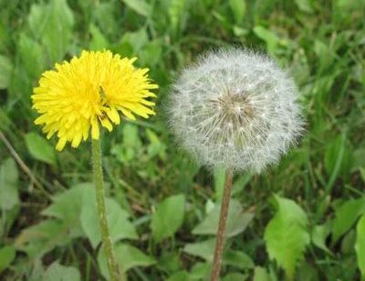 搭配桂圆， 暖意融融