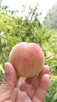 早熟、 中熟、晚熟桃子的区别