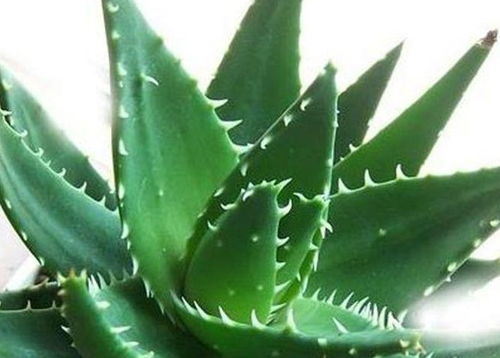 冬天王怎么给芦荟浇水？浇多少水才合适