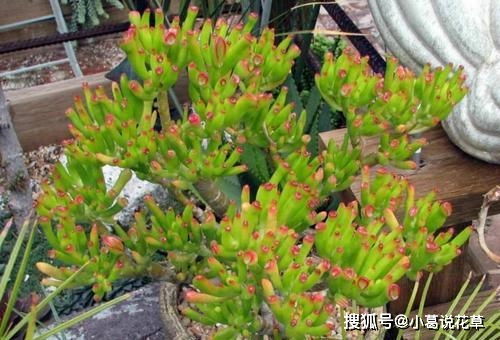 吸财树：生长潜力大，长寿花卉之选