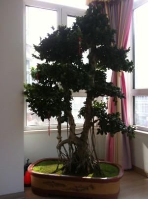 室内室外 浇水有讲究