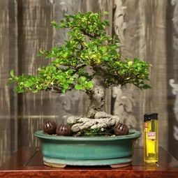 上盆技巧：如何让植物扎根新家