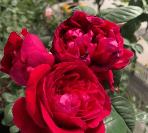 达芬奇月季， 红色中的小清新