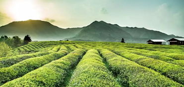 茶叶种植：农药的使用与限制