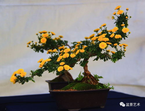 刺梅的养护要点