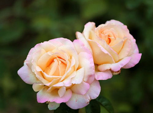 施肥的应用和注意事项