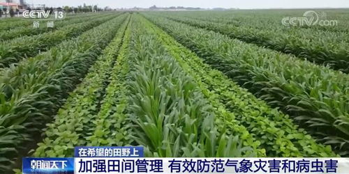 农药对农作物生长的刺激作用：亲密关系的甜蜜