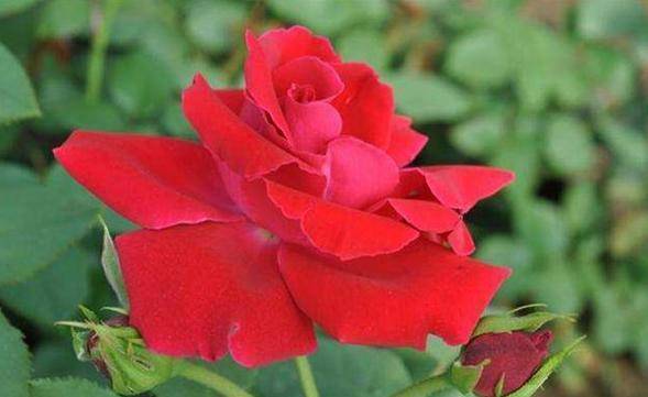 御用马车的株型