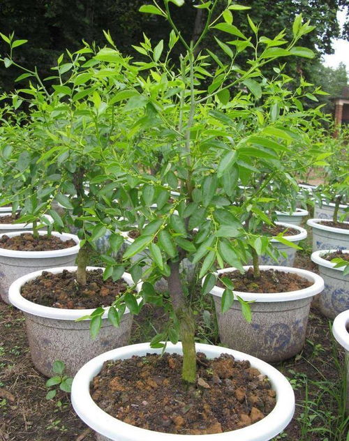 二、 怎么养这些美美的水养木质植物