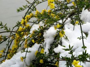 迎春花，寓意新年伊始