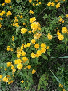 创新品种， 绽放新时代风采