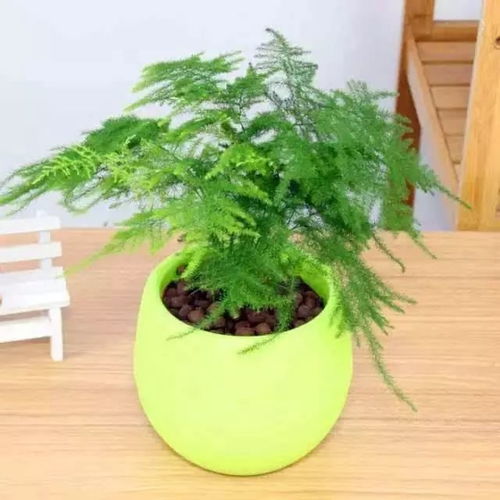 文竹的藤蔓问题：长出来怎么办？