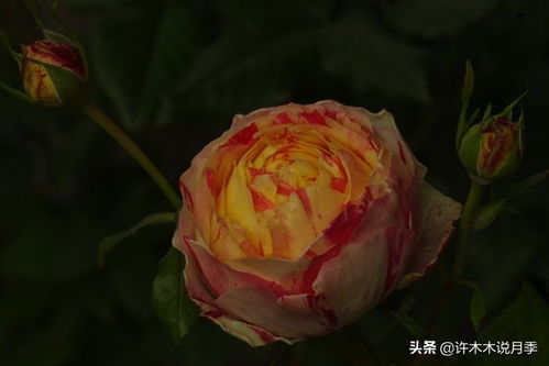 宠爱小姐月季：不规则的鲜红斑块， 美得让人陶醉