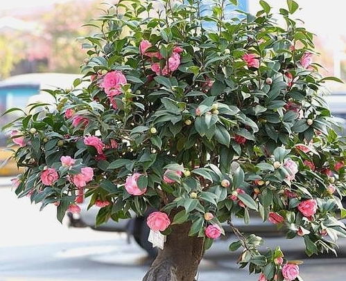 茶花嫁接时间：春季最佳