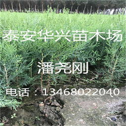 水分管理， 柏树成长的守护神