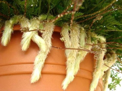 如何养护蕨类植物？这些关键要点你了解吗