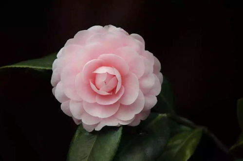 植物浇水知识及注意事项