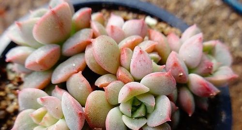 施肥修剪，不嫩少