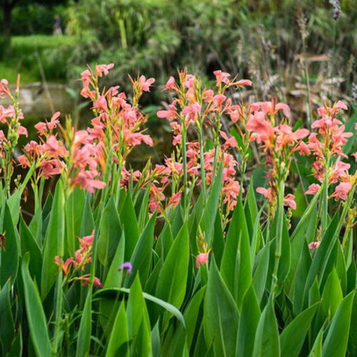 一亩地嫩种多少株美人蕉